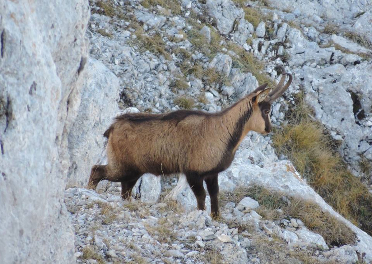 Camoscio-dellAppennino-3.jpg